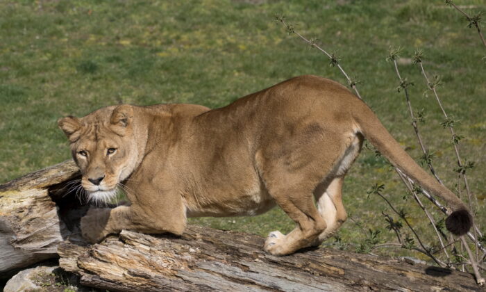 The lioness Dana, that have been tested positive for COVID-19, is seen at Pairi Daiza Zoo park in Brugelette, Belgium, in this undated handout photo released on Dec. 15, 2021. (Pairi Daiza/Handout via Reuters)
