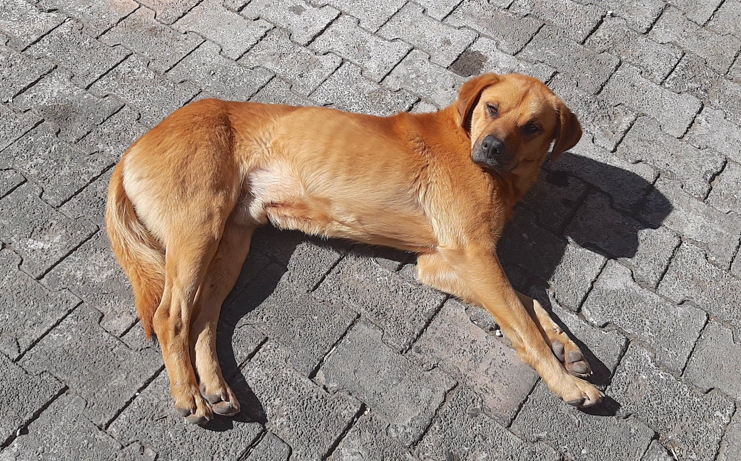 Se puede bañar a un cachorro de 3 meses