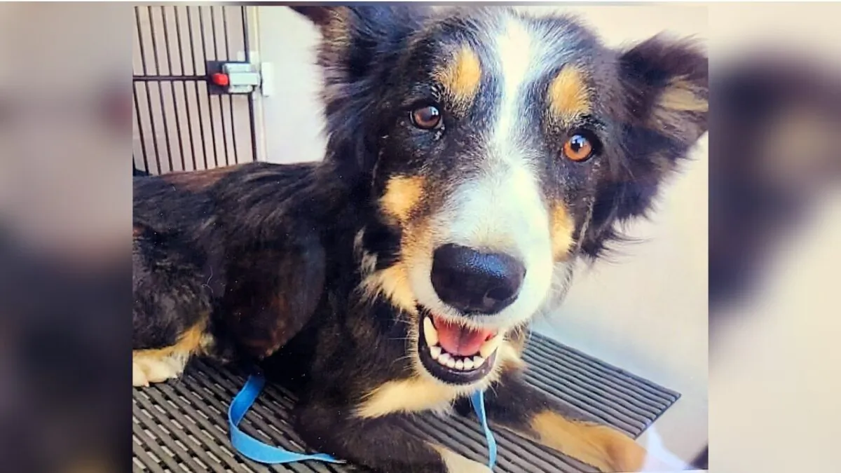 Rescued dog Jessie Lee in Colorado Springs, Colo., on Dec. 1, 2021. (Humane Society of the Pikes Peak Region via AP)