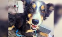 Colorado Dog That Was Missing for 2 Weeks Rescued From Ledge