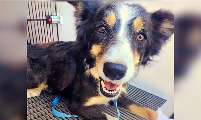 Rescued dog Jessie Lee in Colorado Springs, Colo., on Dec. 1, 2021. (Humane Society of the Pikes Peak Region via AP)