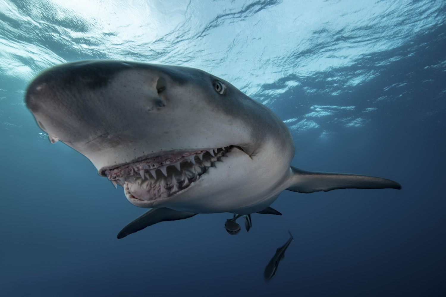 Cómo hacer un tiburón martillo