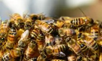 The Swarm War Future?
