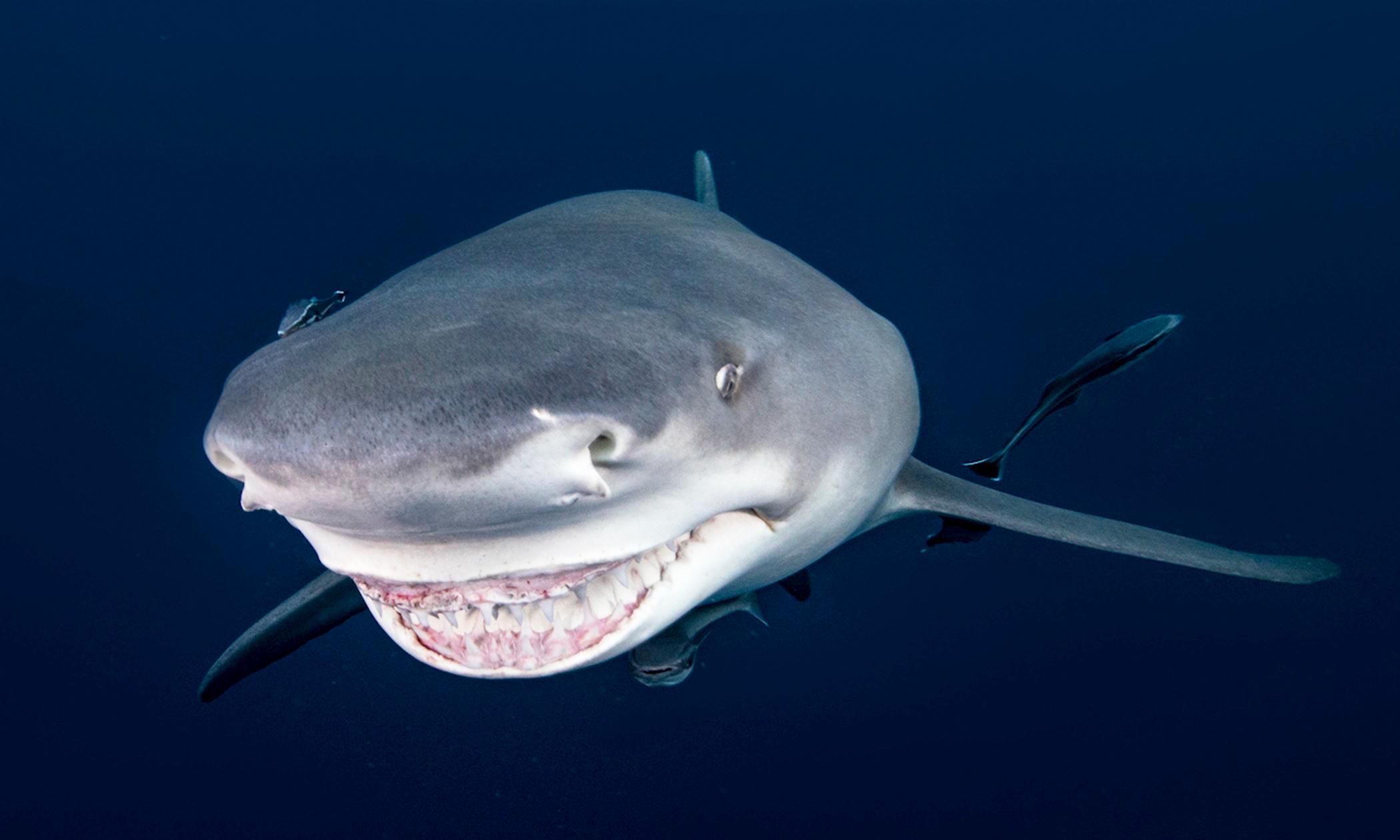 Photographer Captures Incredible Pictures of a Shark That Appears to Be  Smiling
