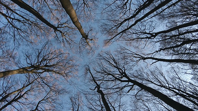 treetops in The Hidden Life of Trees