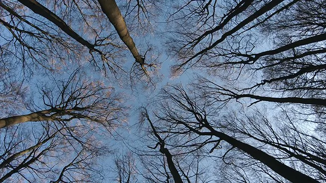 Film Review: ‘The Hidden Life of Trees’: The Science of the Ents