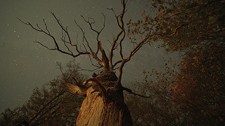 tree under stars in The Hidden Life of Trees