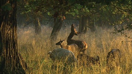 deer and trees in The Hidden Life of Trees
