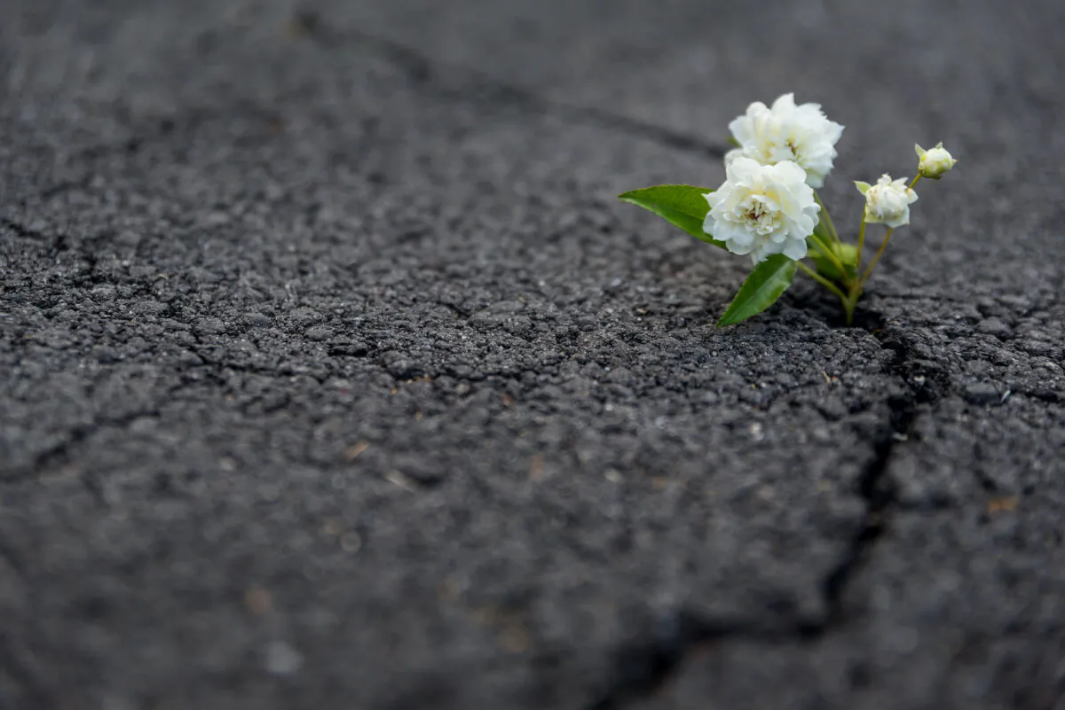 (Bradley Dennien/Shutterstock)
