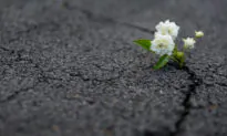 The Roots of Resilience
