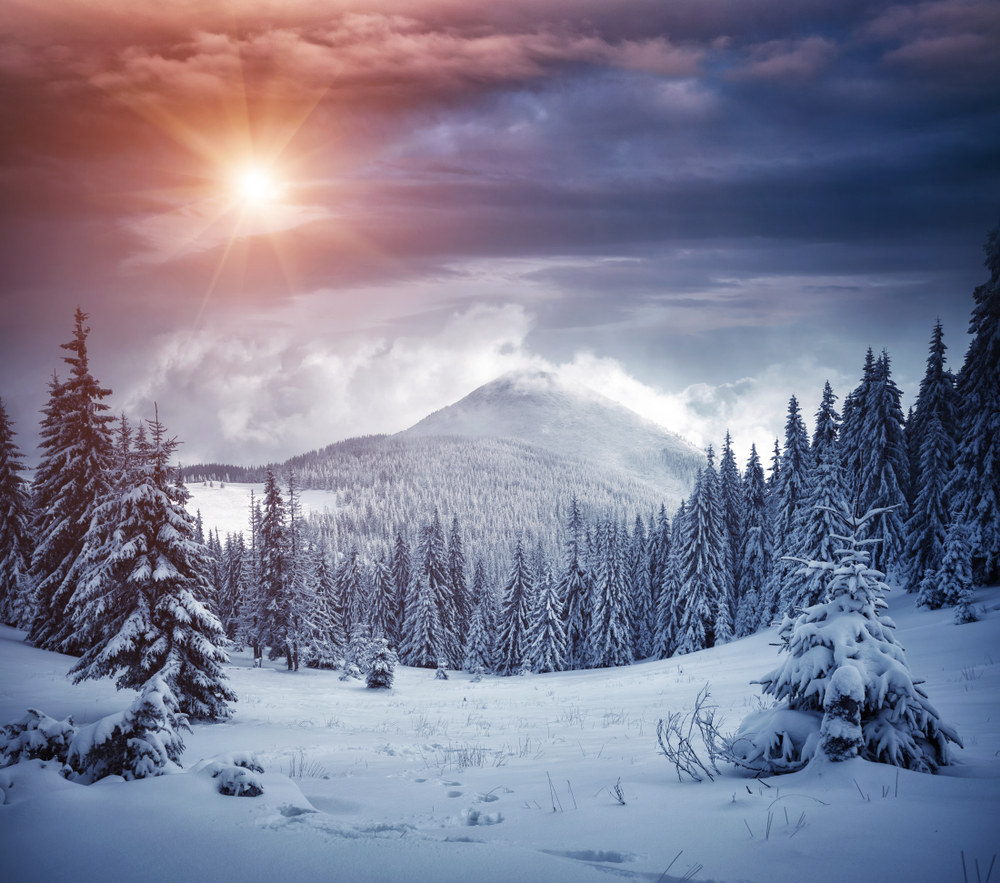 Awesome,Winter,Landscape,With,Spruces,Covered,In,Snow.,Frosty,Day,