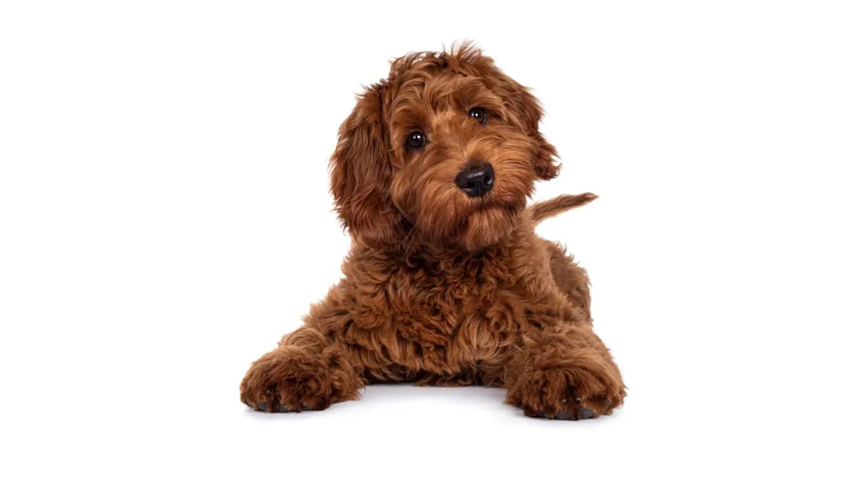 Researchers concluded that gifted dogs often tilt their heads as they listen to family members. (Nynke van Holten/Shutterstock)