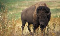 AMERICAN ESSENCE: The Return of the Buffalo