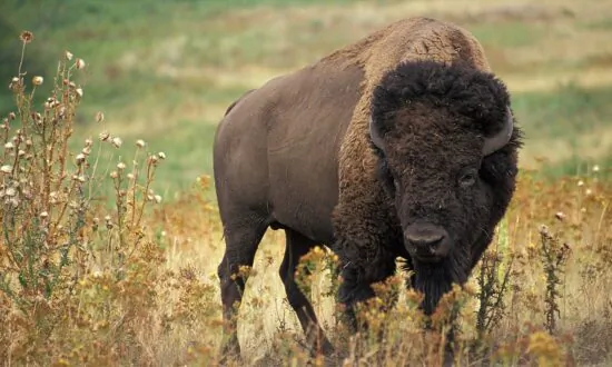 The Return of the Buffalo