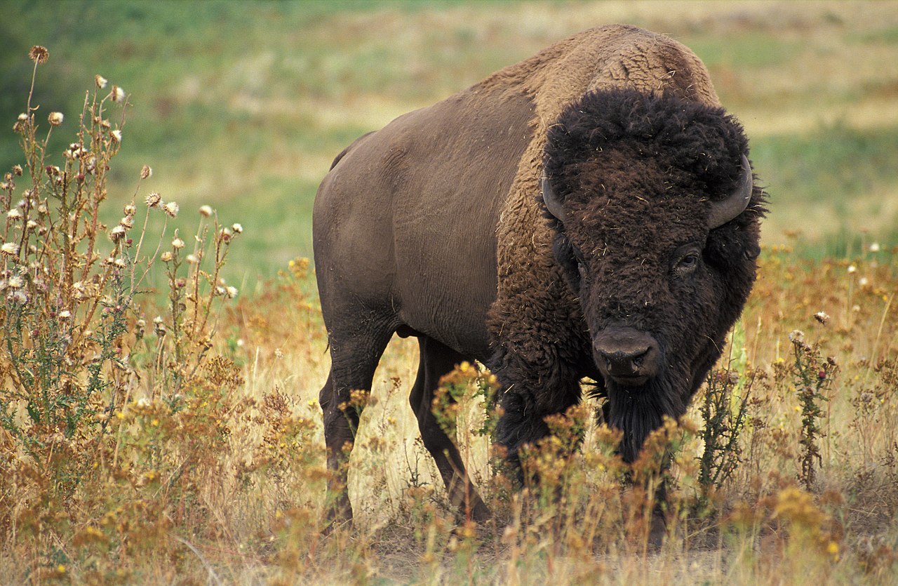The Return of the Buffalo - Vimarsana News