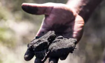 Global Coal Usage On Pace For Record High, Net Zero Goals Affected