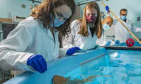 Shark Proteins Show Promise Against Coronavirus, Research Shows