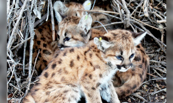 2 Mountain Lions Survive After a Litter of 4 Was Found Under a Picnic Table in California
