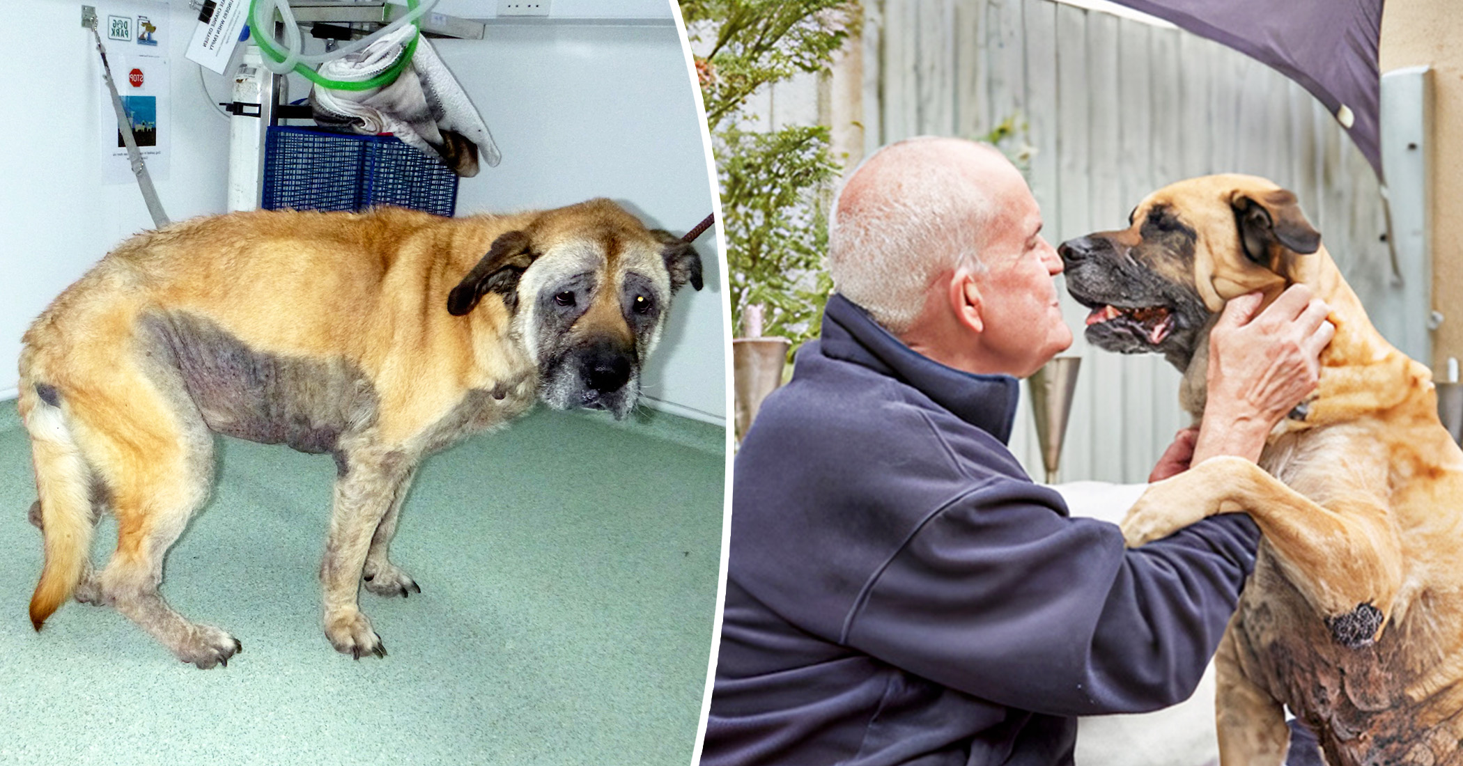 Elderly Dog Abandoned Before Christmas Had Given Up on Life—but Finds Loving Home Just in Time - Vimarsana News