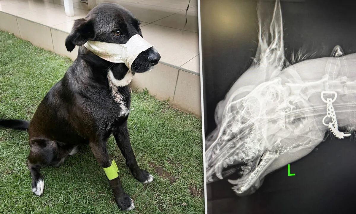 (Courtesy of Boksburg SPCA)
