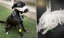 Loyal Adopted Dog Takes Bullet in the Face to Protect Owners When Armed Robbers Break Into House