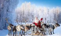 Ask the Vet: Can All Reindeer Fly?