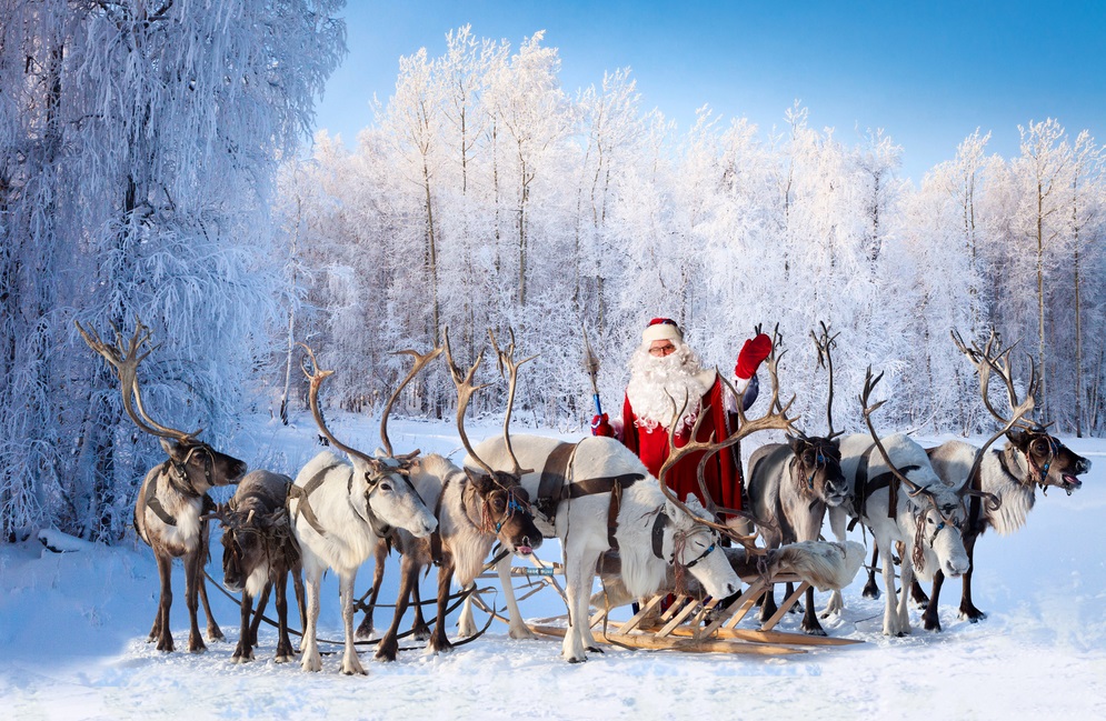 Only Santa's reindeer can fly. However, even ordinary reindeer have characteristics that make them special. (Vladimir Melnikov/Shutterstock)