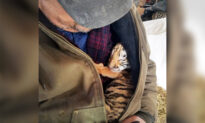 Cat Sanctuary Workers Find Tiger Cub Hours Old in Tiny Breeding Facility, Raise Him to Be Apex Predator