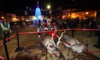 Reindeer Rentals Bring Christmas Vibes to the Sun Belt