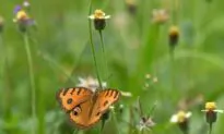San Diego Butterfly Declared a Threatened Species for Protection