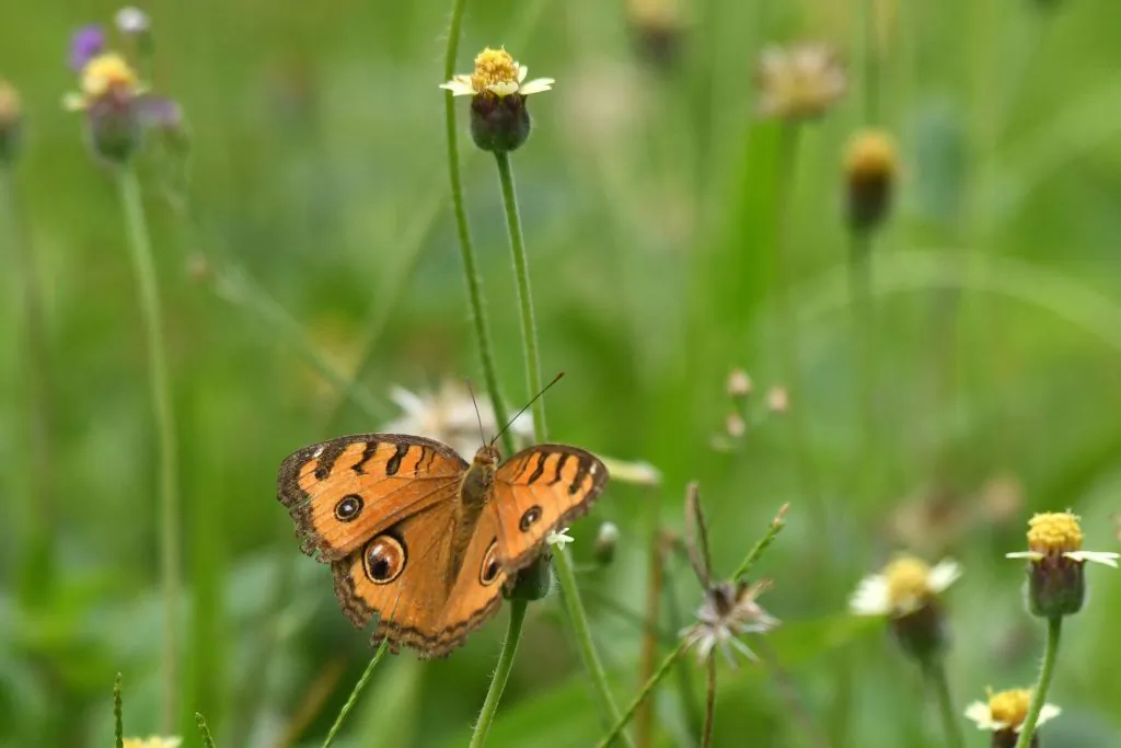 A butterfly collects nectar from a flower in a field in Singapore on July 6, 2021. (Photo by Roslan Rahman/AFP)