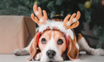 Make Christmas Safer for Pets – Here’s What to Look out For