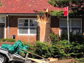 The stump of a Norfolk pine which fell across Ocean Street in Narrabeen on Sunday Dec.19, Sydney, Australia (Epoch Sydney Staff, Epoch Times)
