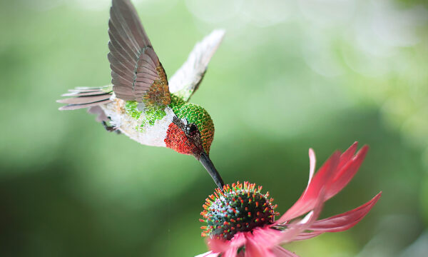 Artist Crafts Meticulously Cut Paper Birds So Realistic They Look Like They're About to Fly Away