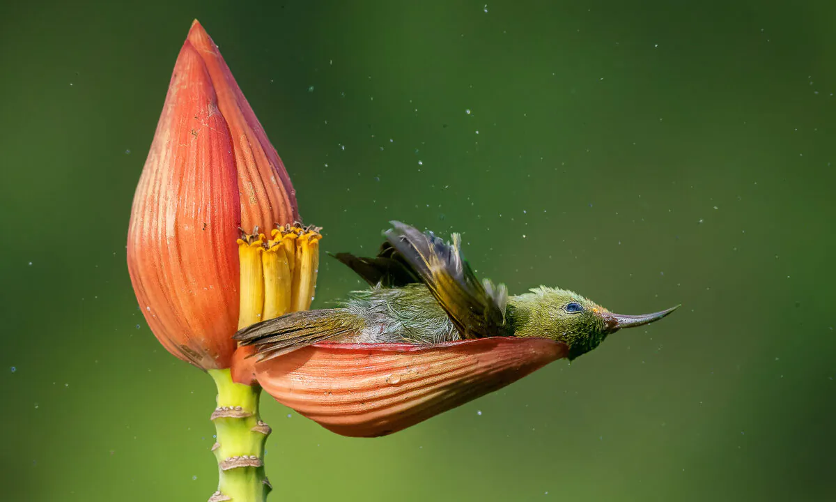 (©Mousam Ray/Bird Photographer of the Year)