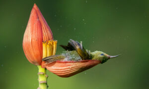 Photographer Snaps Stunning Photos of Male Purple-Rumped Sunbird Hunting Nectar From Banana Flower Petals