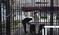 Chinese Patient With Kidney Failure Goes Online to Get Medical Treatment Amid Lockdown