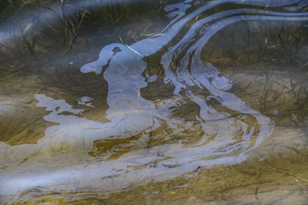 Traces of oil line the surface of the water in Huntington Beach, Calif., on Oct. 5, 2021. (John Fredricks/The Epoch Times)