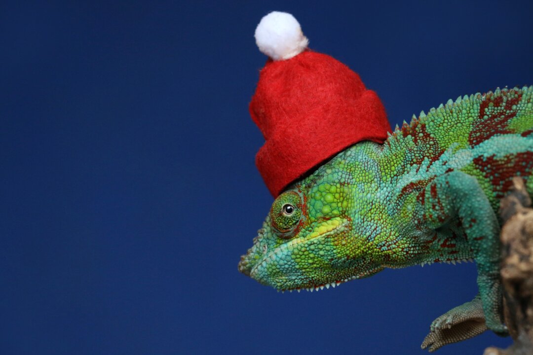 The holiday season can be a rushed affair for many people, but it doesn’t have to be.  Photo by Pierre Bamin on Unsplash