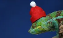 Slow Holidays