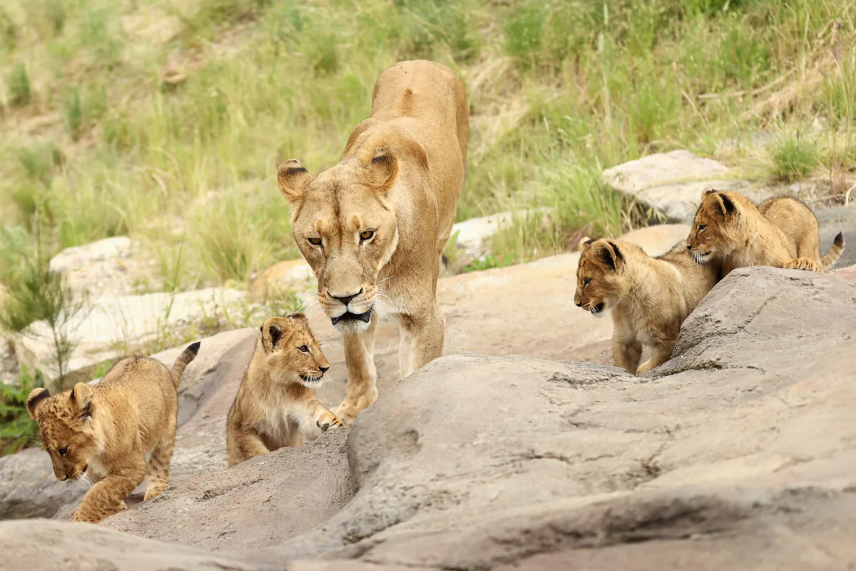 Mother 'Maya' and her four lion cubs, who made their debut last month.(Cameron Spencer/Getty Images)