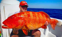 Angler Feels ‘Elemental Force’ Tug on His Line, Reels In Enormous 31-Pound Monster Grouper, Shatters World Record