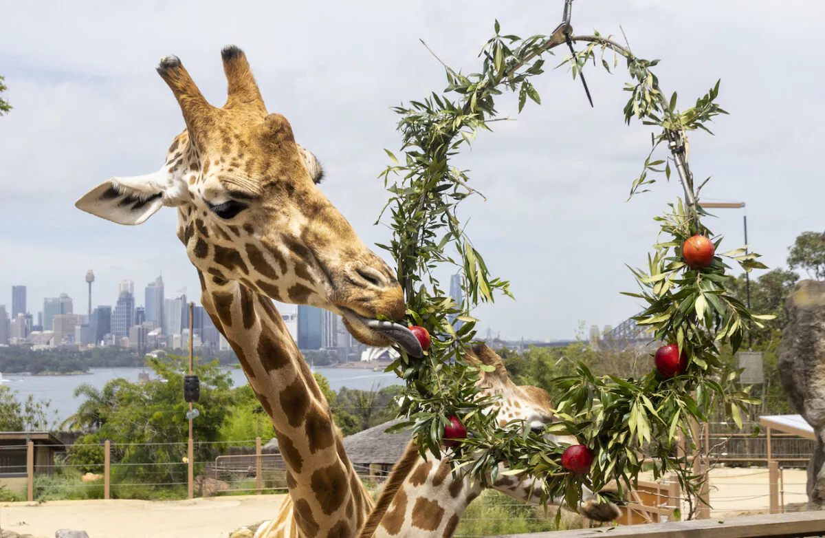 Giraffes eating a Christmas hand-made wreath crafted from their favourite foods—African Olive leaf and apples at Taronga Zoo in Sydney, on Dec. 14, 2021. (Rick Stevens/Taronga Zoo/AAP Image)