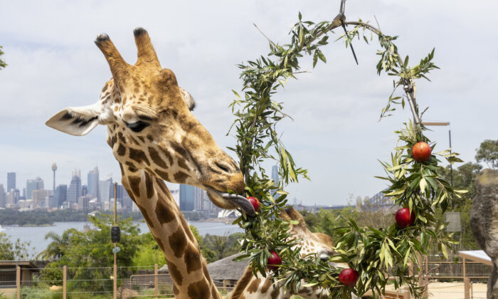 Giraffes eating a Christmas hand-made wreath crafted from their favourite foods—African Olive leaf and apples at Taronga Zoo in Sydney, on Dec. 14, 2021. (Rick Stevens/Taronga Zoo/AAP Image)