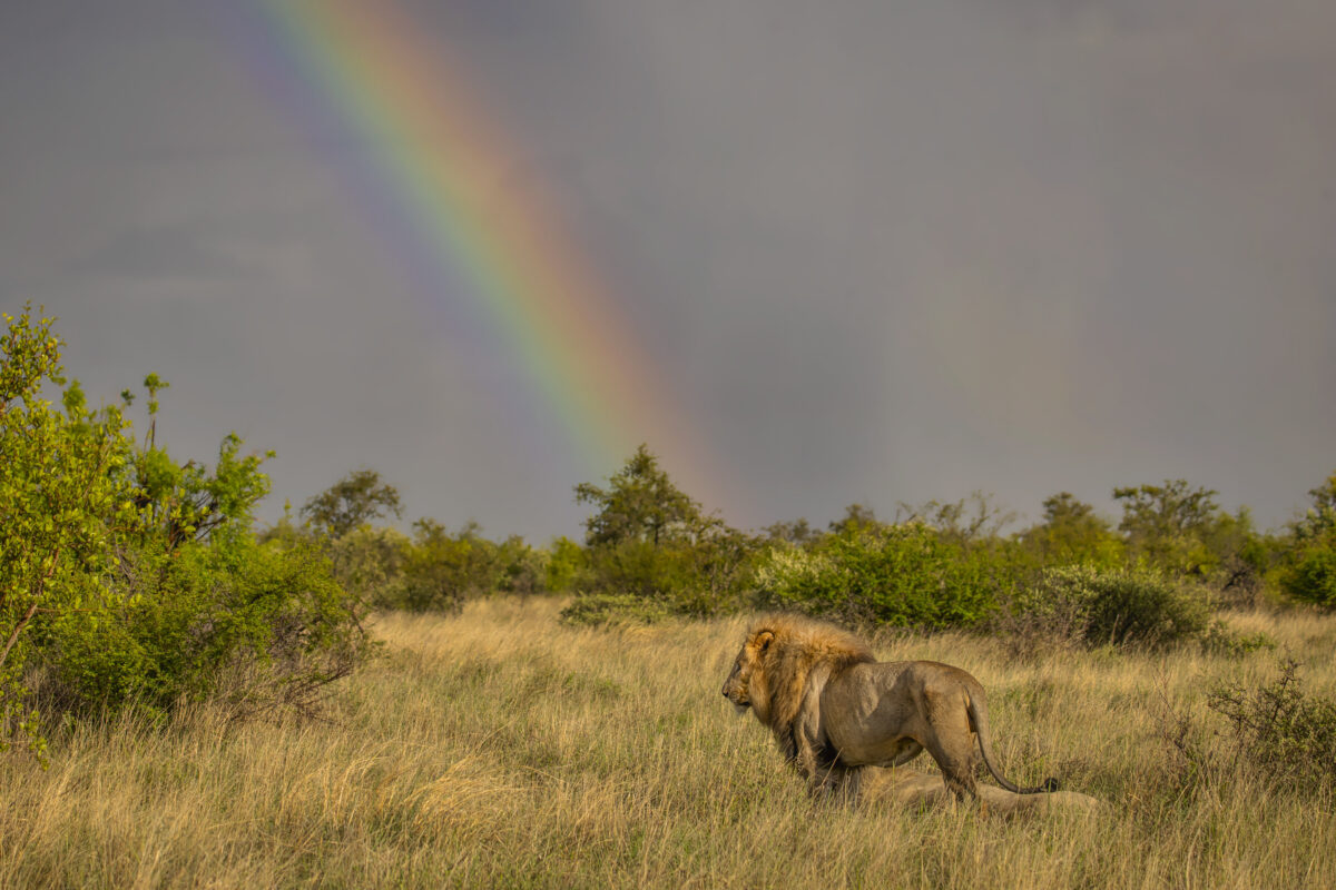 NextImg:African Countries Want More Chinese Tourists, but They’re Using Flawed Strategies, Say Experts