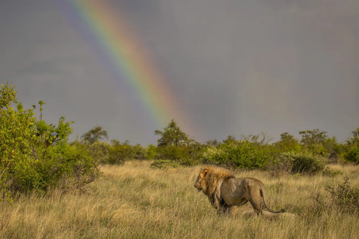 Photographer Kevin Dooley, 60, from Albuquerque, New Mexico, captured a lion in the Madikwe Game Reserve in South Africa. (Kevin Dooley/Idube Photo Safaris) 