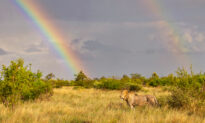 Photographer Captures ‘Once In a Lifetime’ Shot of a Lion Underneath a Rainbow