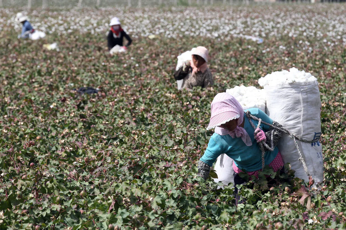 This photo taken on Sept. 20, 2015, shows Chinese farmers picking cotton in the fields during the harvest season in Hami, Xinjiang region, China. (STR/AFP via Getty Images)
