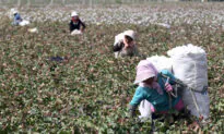 Beijing Sanctions 2 US Labs That Can Prove Where Cotton Grew