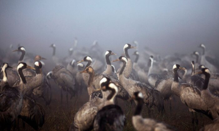 Cranes gather during the migration season on a foggy morning at Hula Nature Reserve, in northern Israel on Nov. 17, 2020. (Ronen Zvulun/Reuters)